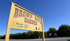 Brown Date Garden (6796)