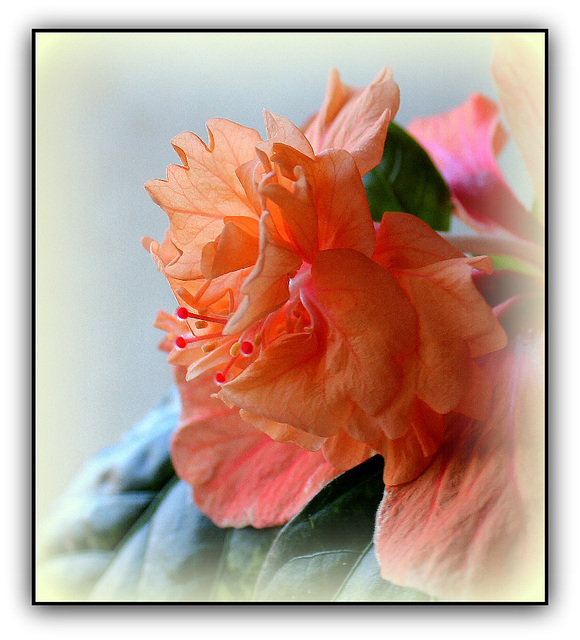 Froufrous d'hibiscus