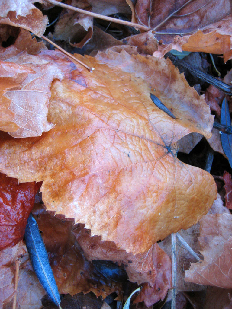 Autumn Leaves in Johnson Canyon (8580)