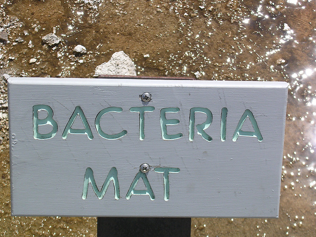 Bacteria Mat