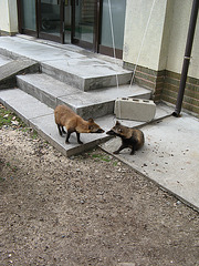Hiroshima, Miyajima 40 Japanese Raccoon Dogs (Nyctereutes procyonoides viverrinus) 'Tanuki'
