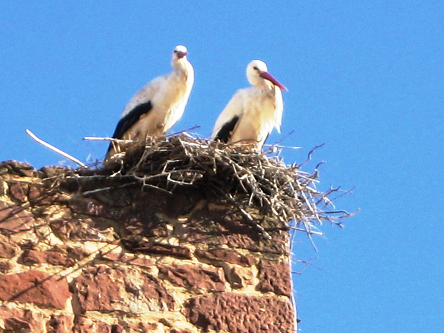 Algarve, Silves, stork's nest