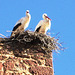 Algarve, Silves, stork's nest