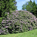 Rhododendronpark in Rathen