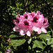 Im Rhododendronpark Rathen