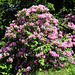 Rhododendronpark in Rathen