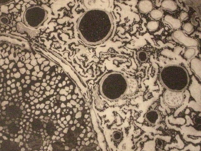 Detail of an etching