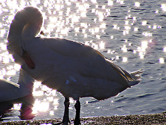 Swan sparkle