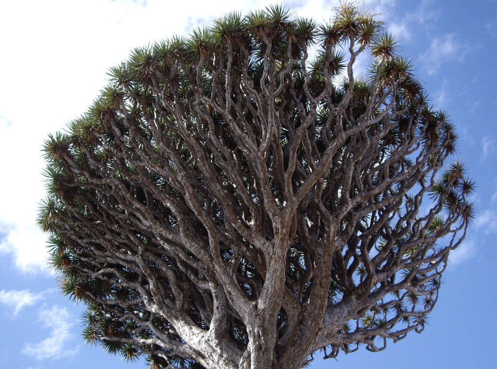 die Drachenbäume in Icod auf Teneriffa