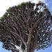 die Drachenbäume in Icod auf Teneriffa