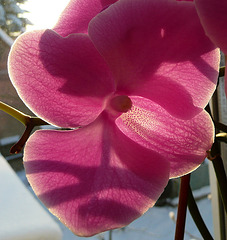 Meine Orchidee im Licht
