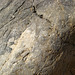 Titus Canyon Petroglyphs (1198)