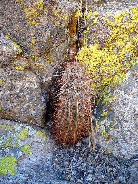 Hedgehog Cactus (2590)