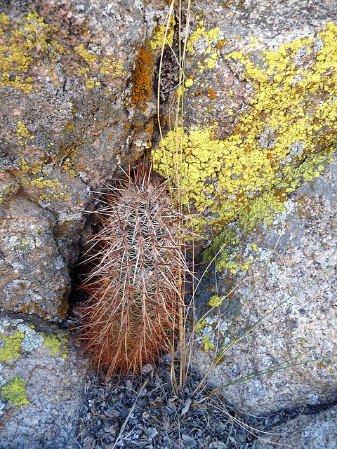Hedgehog Cactus (2591)
