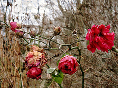 red roses in january