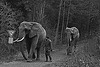 Elephants at Icking 1