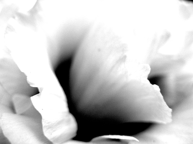 New year flower in BW