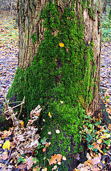 Moss-Tree