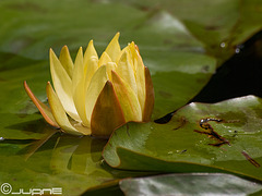 Nenúfar amarillo (Nymphaea mexicana)