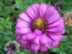 Flor bicolor intensa