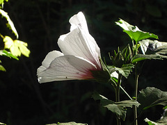 Otra flor blanca