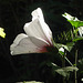 Otra flor blanca