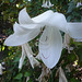 Flor blanca inclinada