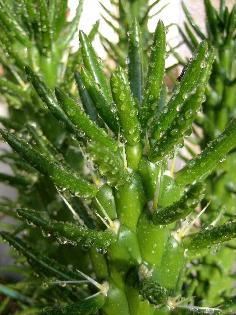 Wet Cactus (8449)