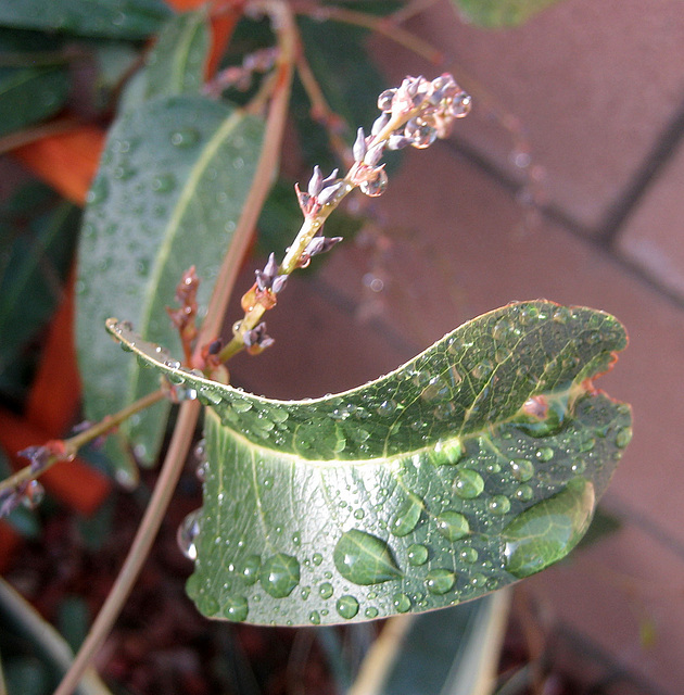 Raindrops On Leaf (8458)