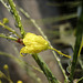 Palo Verde Blossom (8442)