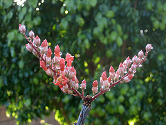 Ocotillo Blooms (8461)