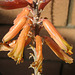 Aloe Bloom (8457)