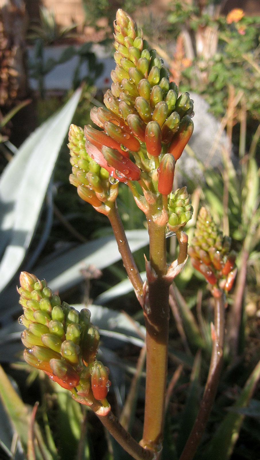 Agave Blooms (8466)