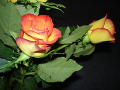 zwei Rosen