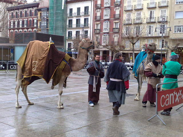Dromedarios en Pamplona 3.