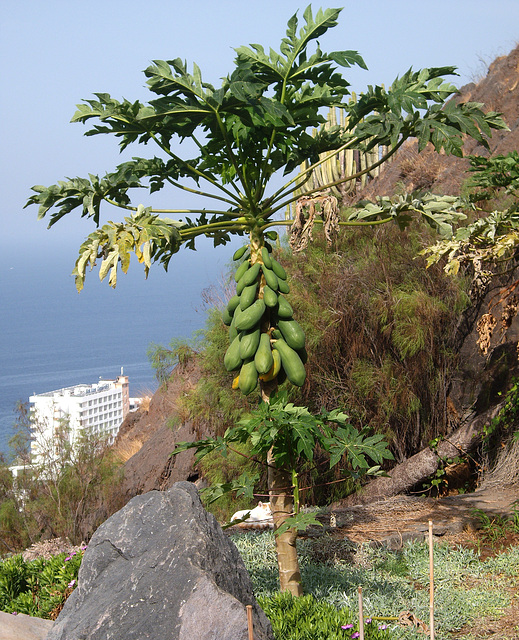 Papayas am Baum