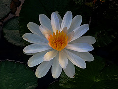 Flor de Loto - Nymphaea Caerulea