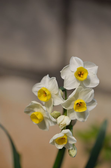 Narcisse multiflore