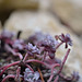 Sedum spathulufolium purpureum