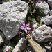 Rhyolite Flower (8662)