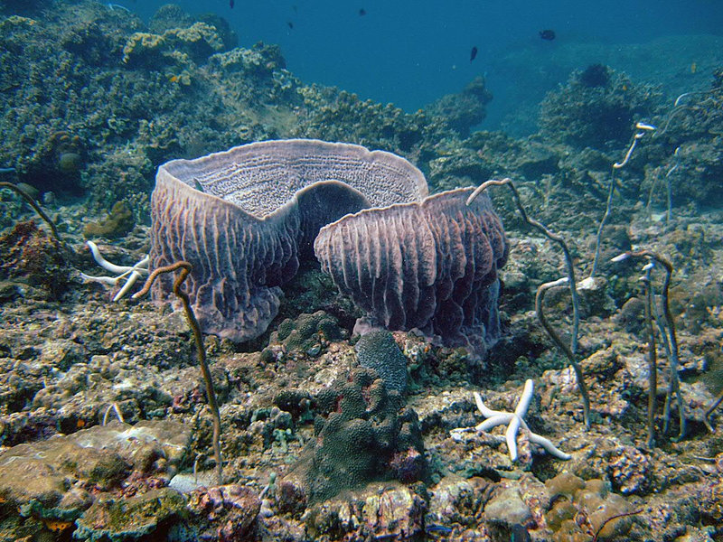 Mug corals
