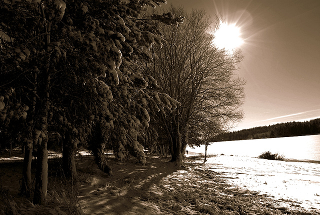 trees & sun (sepia) trees & sun (sepia)