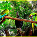 Duo de  perroquets multicolores / Colourful parrots duo - December 29th 2006 / Disneyworld - Modifié avec Microsoft editor.