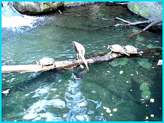Pause tortue  / Turtle break-off - Disneyworld / 29 décembre 2006.