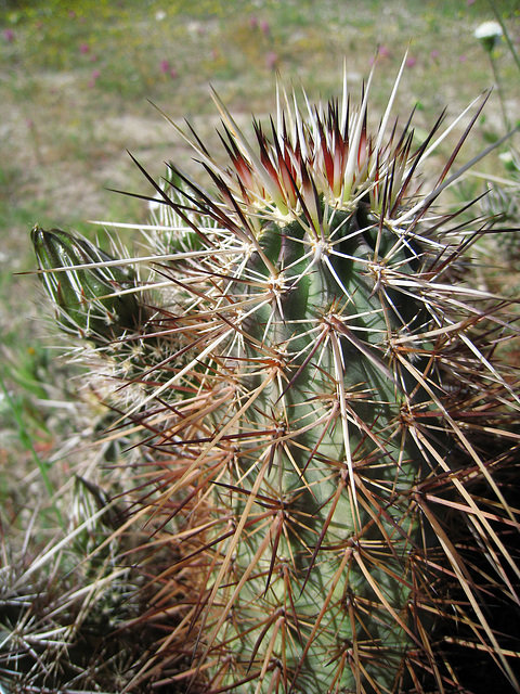 Cactus (0568)