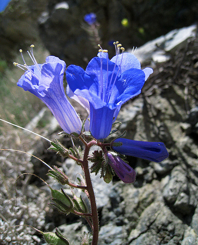 Canterbury Bells (0583)