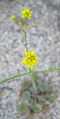 Little Yellow Flower In Question (0590)