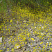 Yellow Flowers (0573)