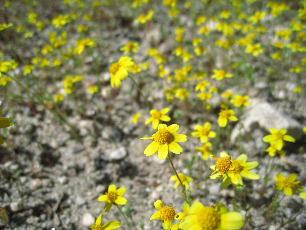 Yellow Flowers (0574)