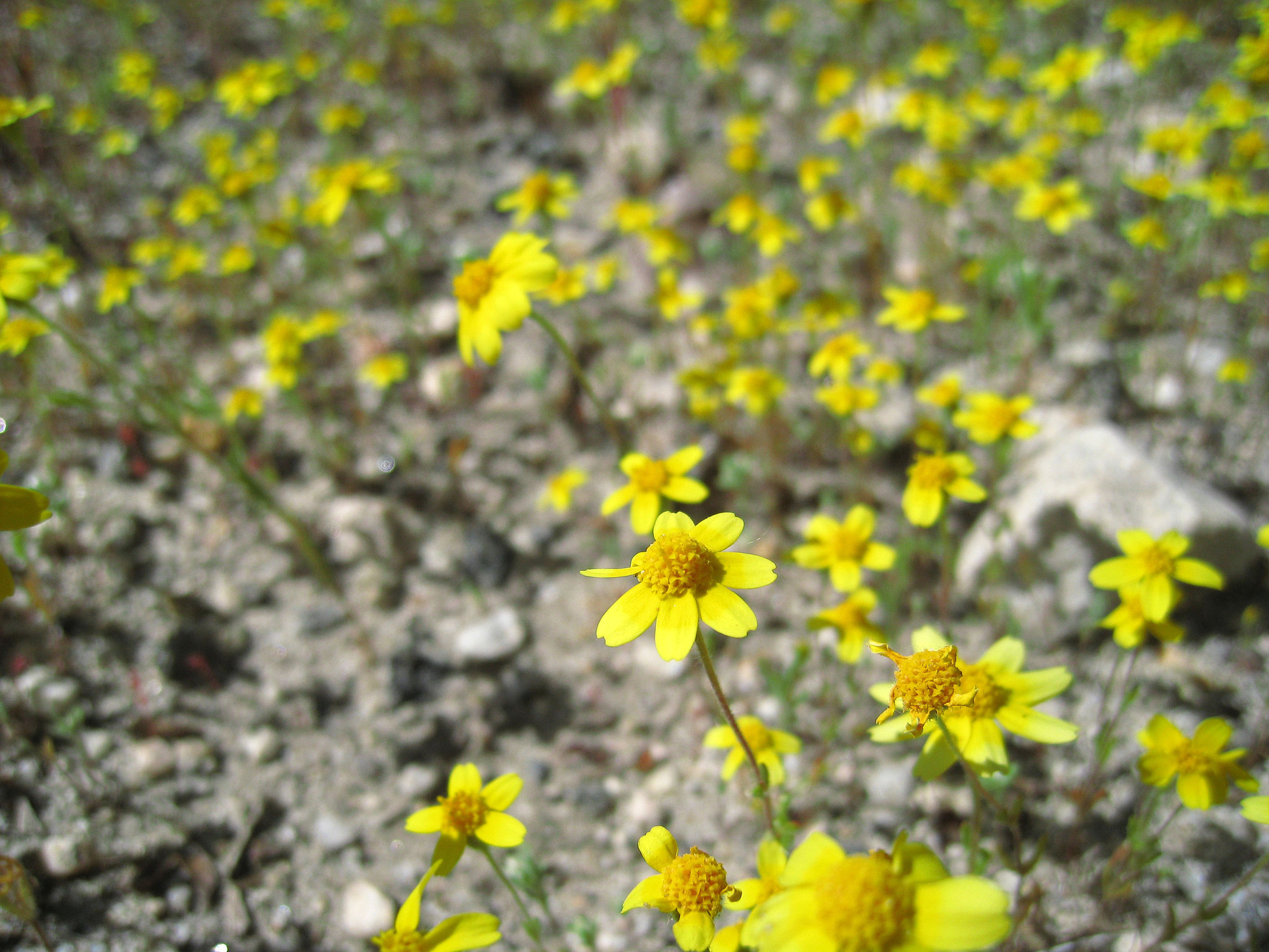 Yellow Flowers (0574)